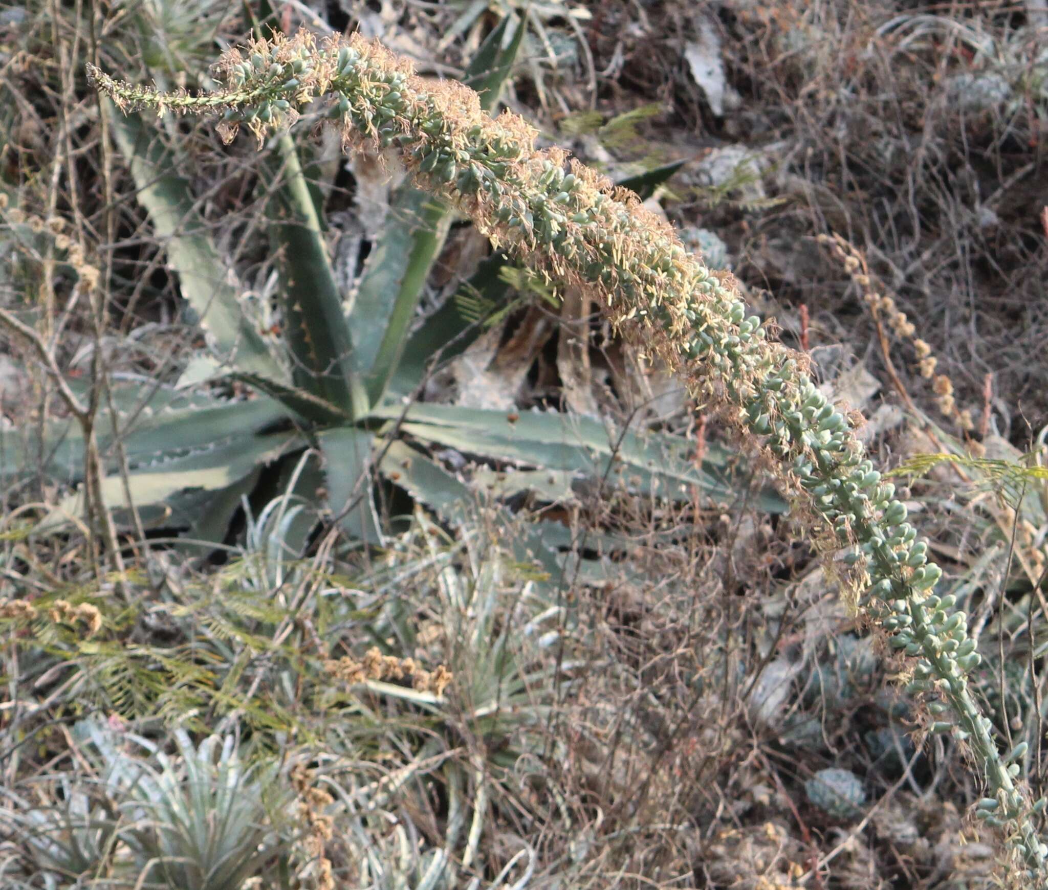 Agave xylonacantha Salm-Dyck resmi