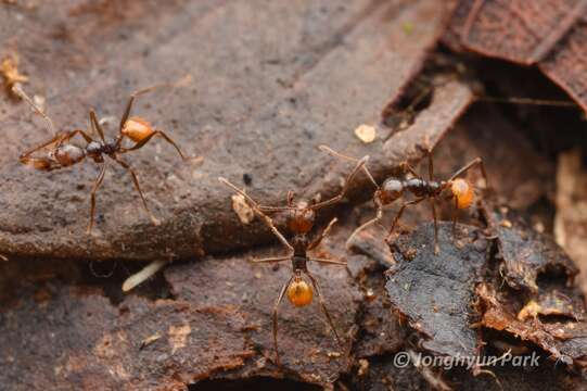 Image of <i>Pheidole xanthogaster</i>