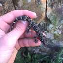 Image of Cape Rock Gecko