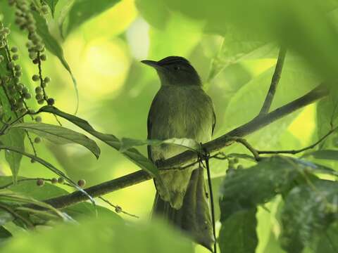 Iole viridescens cinnamomeoventris Baker & Ecs 1917的圖片