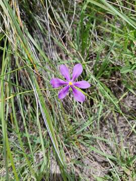 Image of southwestern pleatleaf