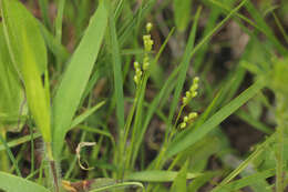 Imagem de Panicum linearifolium Scribn.