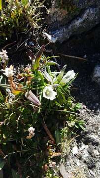 Image of arctic gentian