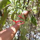 Ruellia haenkeana (Nees) Wassh. resmi