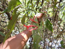 Imagem de Ruellia haenkeana (Nees) Wassh.