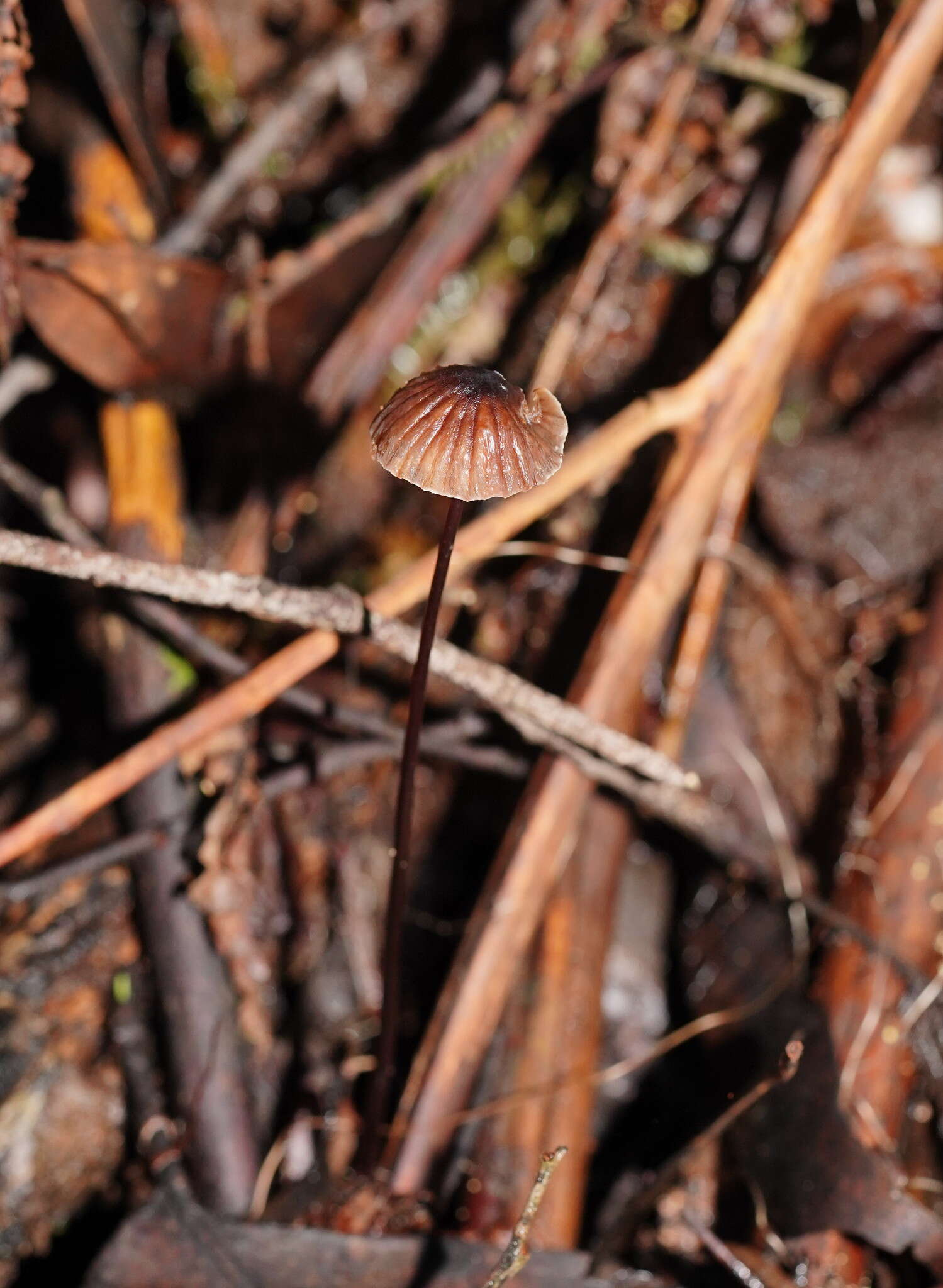 Image of Mycena cystidiosa (G. Stev.) E. Horak 1971