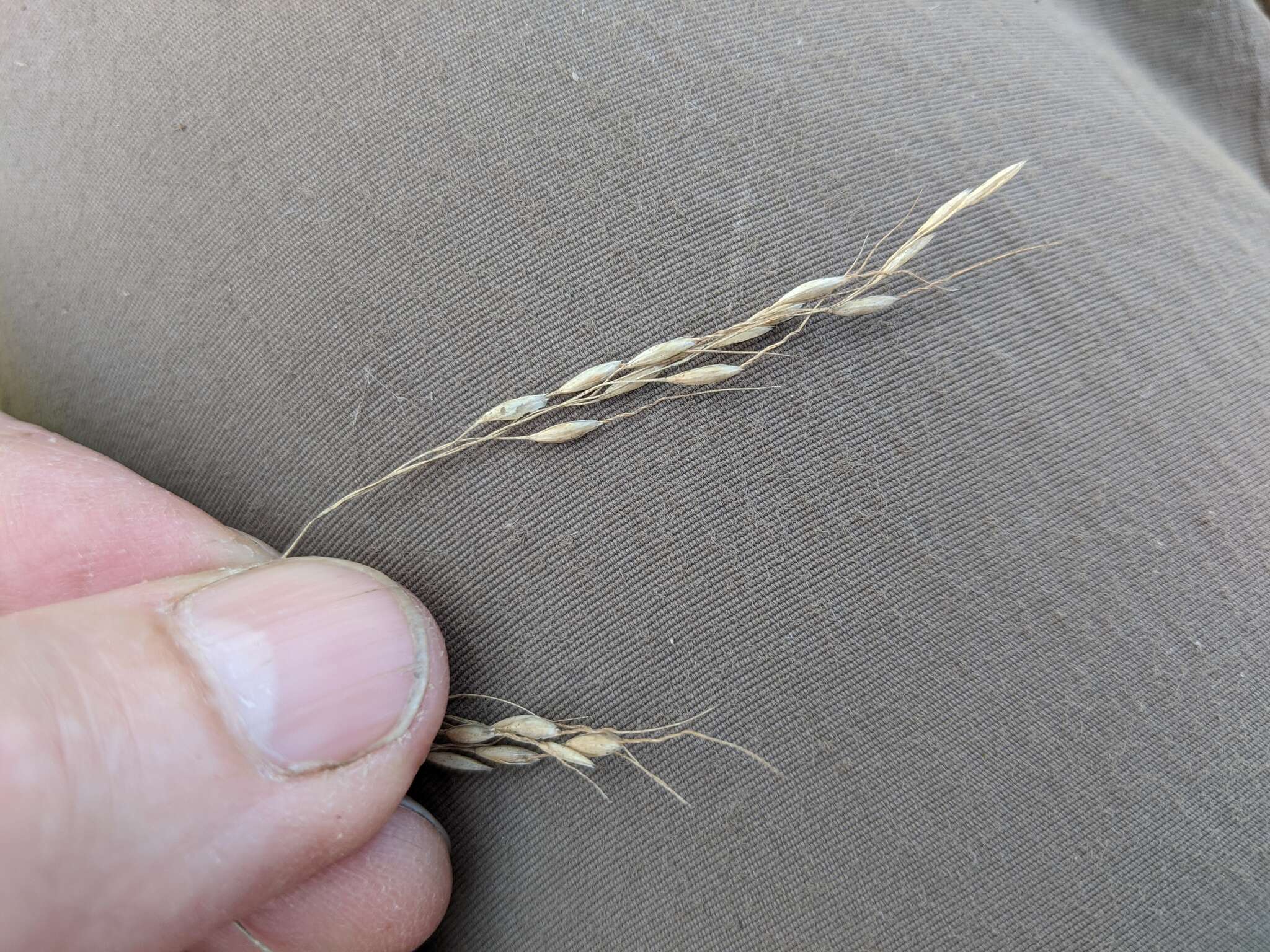 Image of Canadian ricegrass