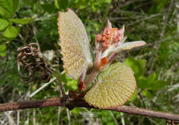 Plancia ëd Vitis coignetiae Pulliat ex Planchon