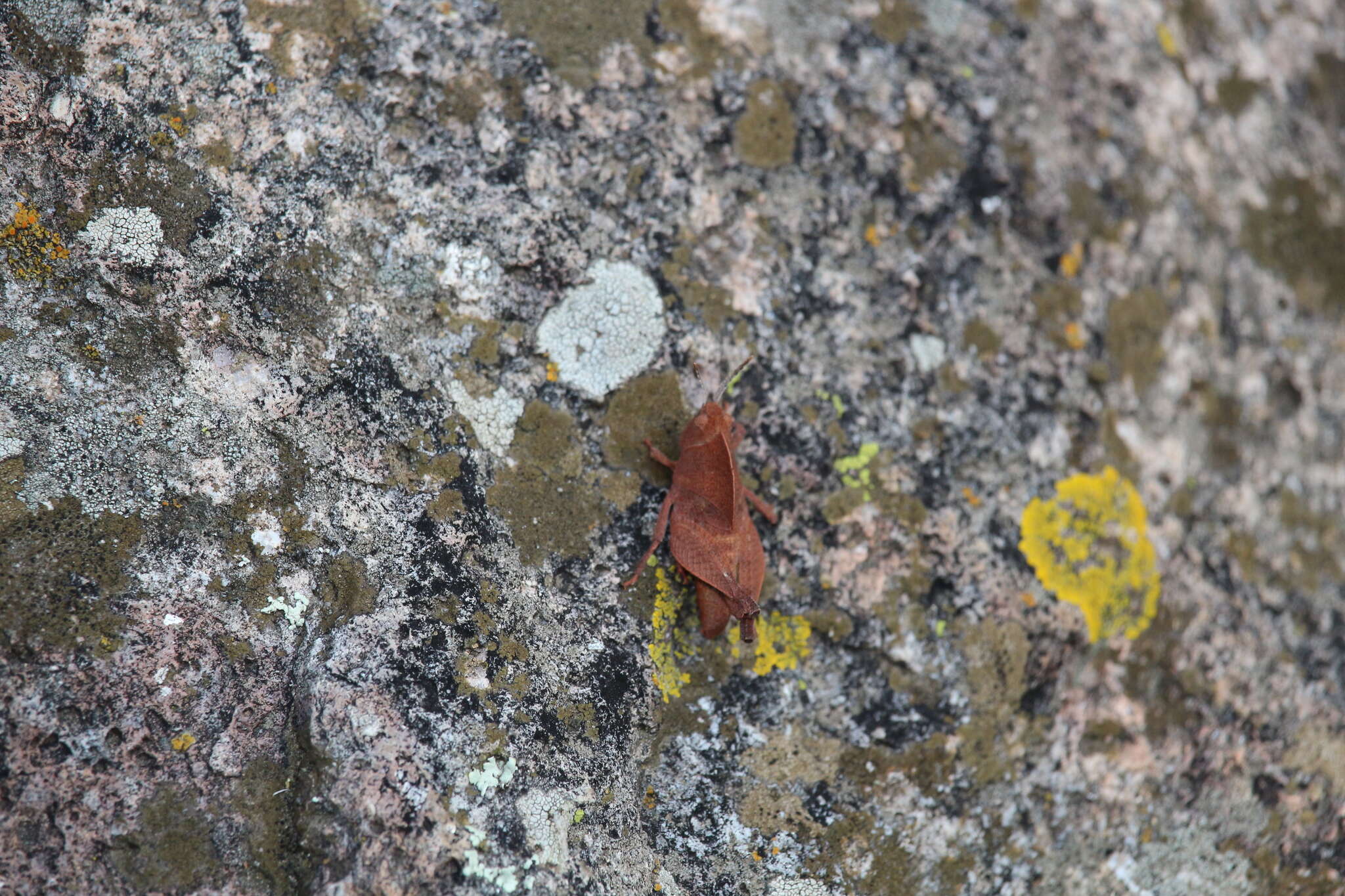 Tomonotus ferruginosus Caudell 1905的圖片