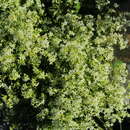 Imagem de Galium montis-arerae Merxm. & Ehrend.