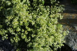 Imagem de Galium montis-arerae Merxm. & Ehrend.