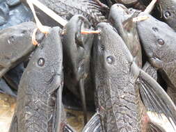 Image of Amazon sailfin catfish