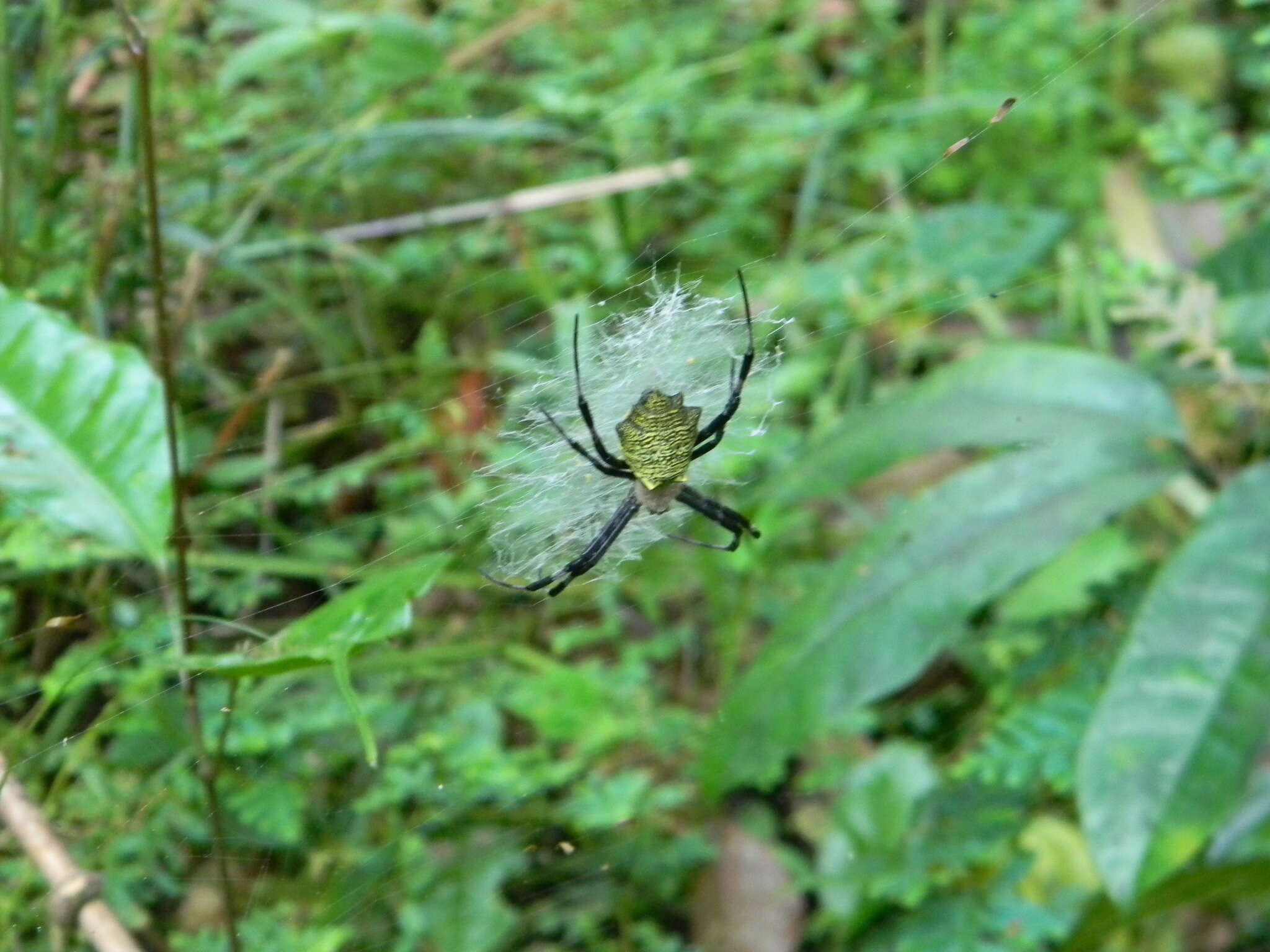 Image of Argiope flavipalpis (Lucas 1858)