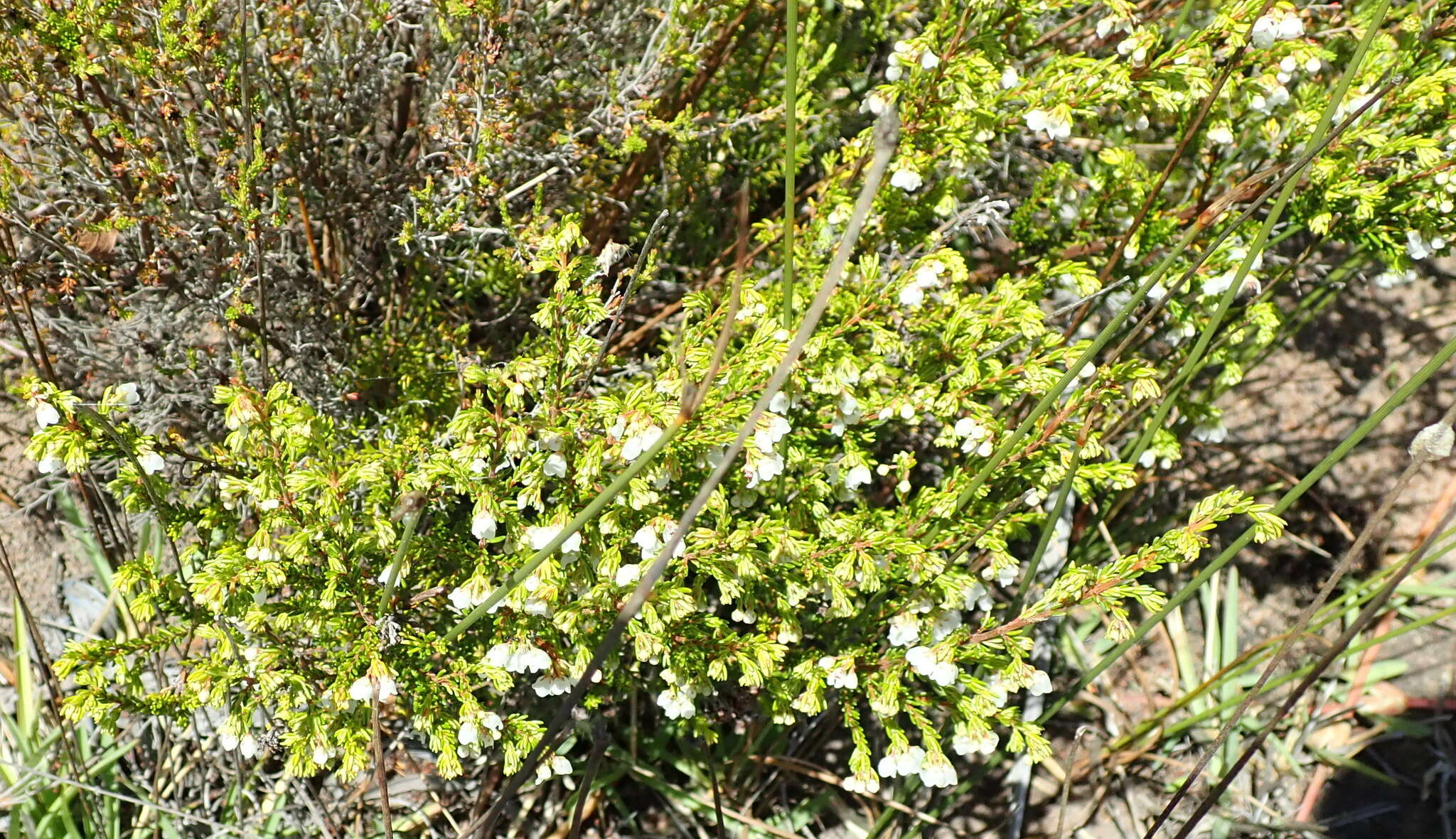 Image of Erica subdivaricata Berg.