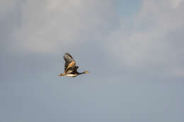 Image of White-bellied Bustard