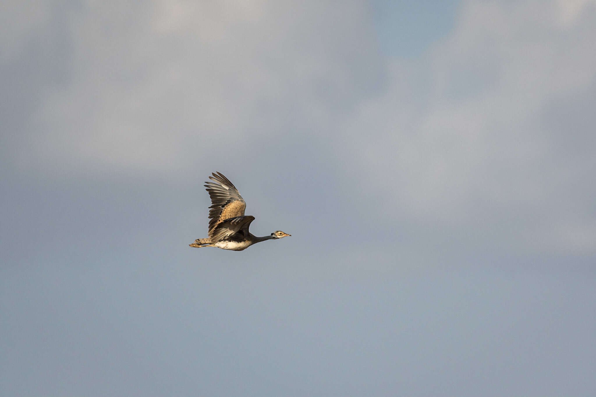 Image of White-bellied Bustard