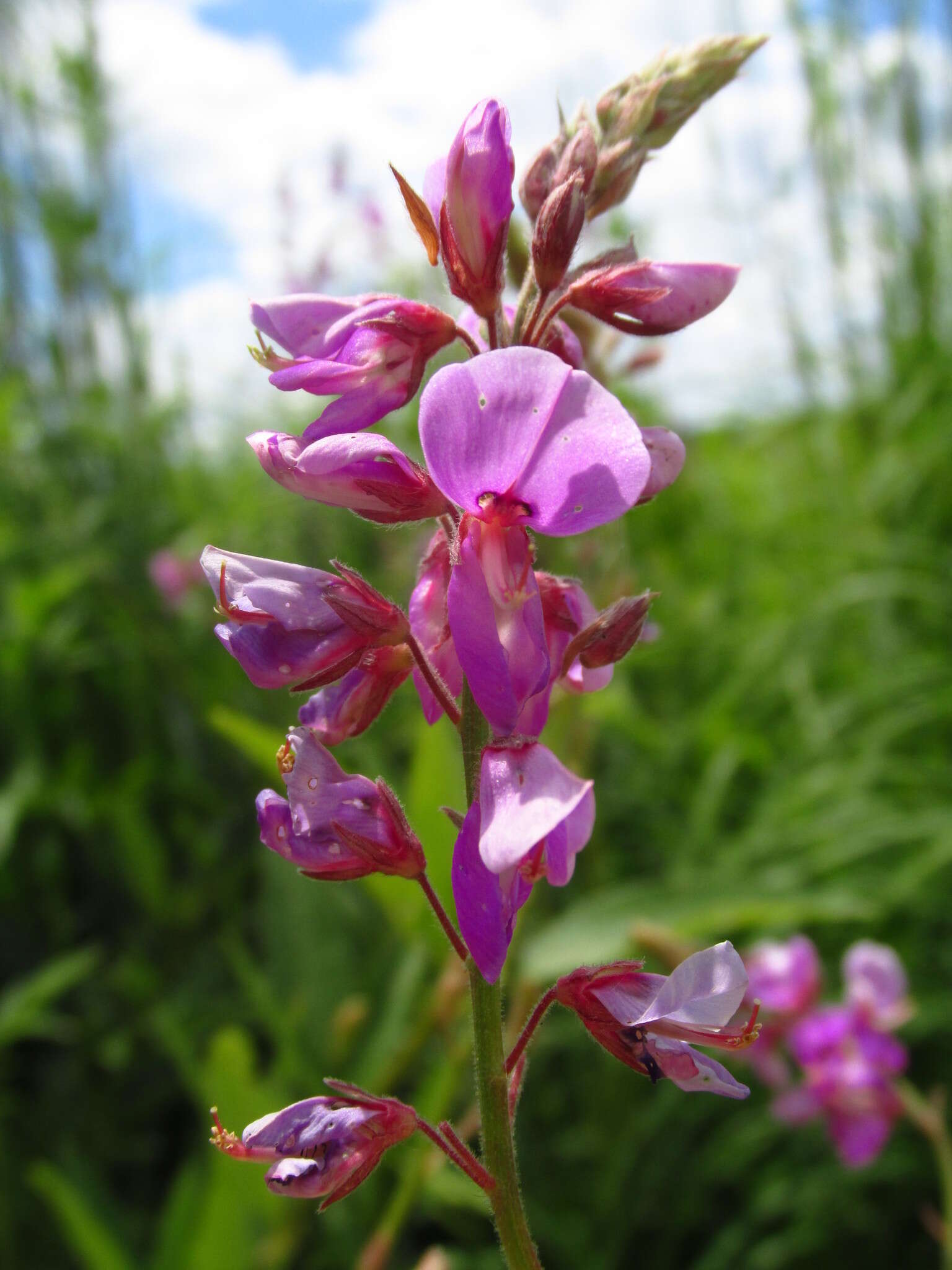 Image of showy ticktrefoil