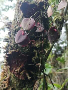 Image of Lepanthes wageneri Rchb.