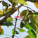 Sivun Jatropha tupifolia Griseb. kuva