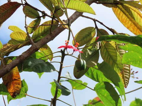 Image de Jatropha tupifolia Griseb.