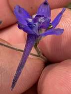 Image of slim larkspur