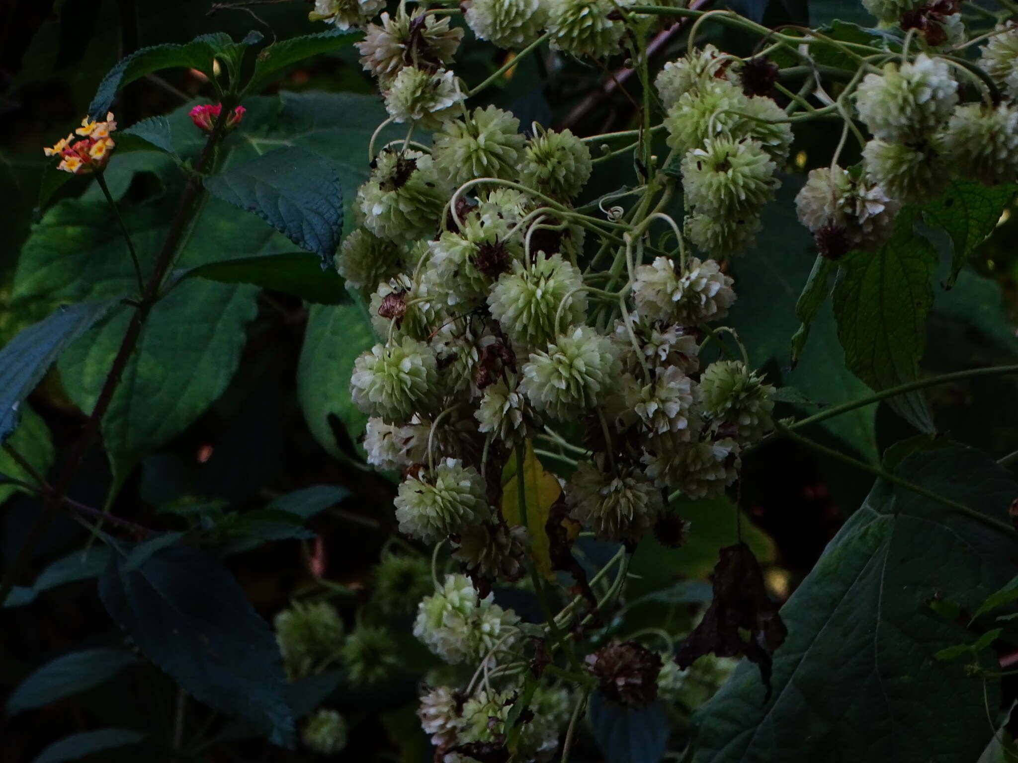 Image of Montanoa grandiflora (DC.) Hemsl.