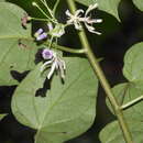 Plancia ëd Solanum endopogon subsp. guianense (Bohs) Bohs