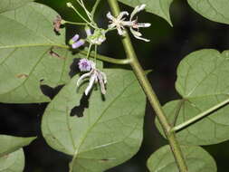 Image of Solanum endopogon subsp. guianense (Bohs) Bohs