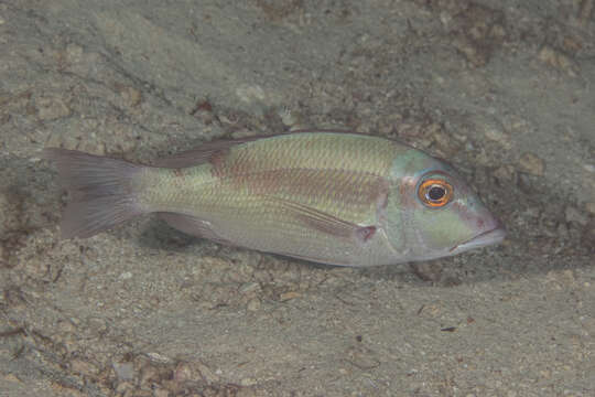 Image of Brown-headed emperor