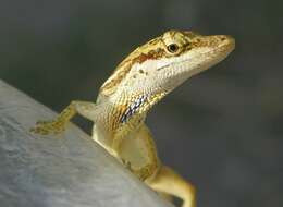 Imagem de Anolis unilobatus Köhler & Vesely 2010