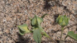 Слика од Abutilon abutiloides (Jacq.) Garcke