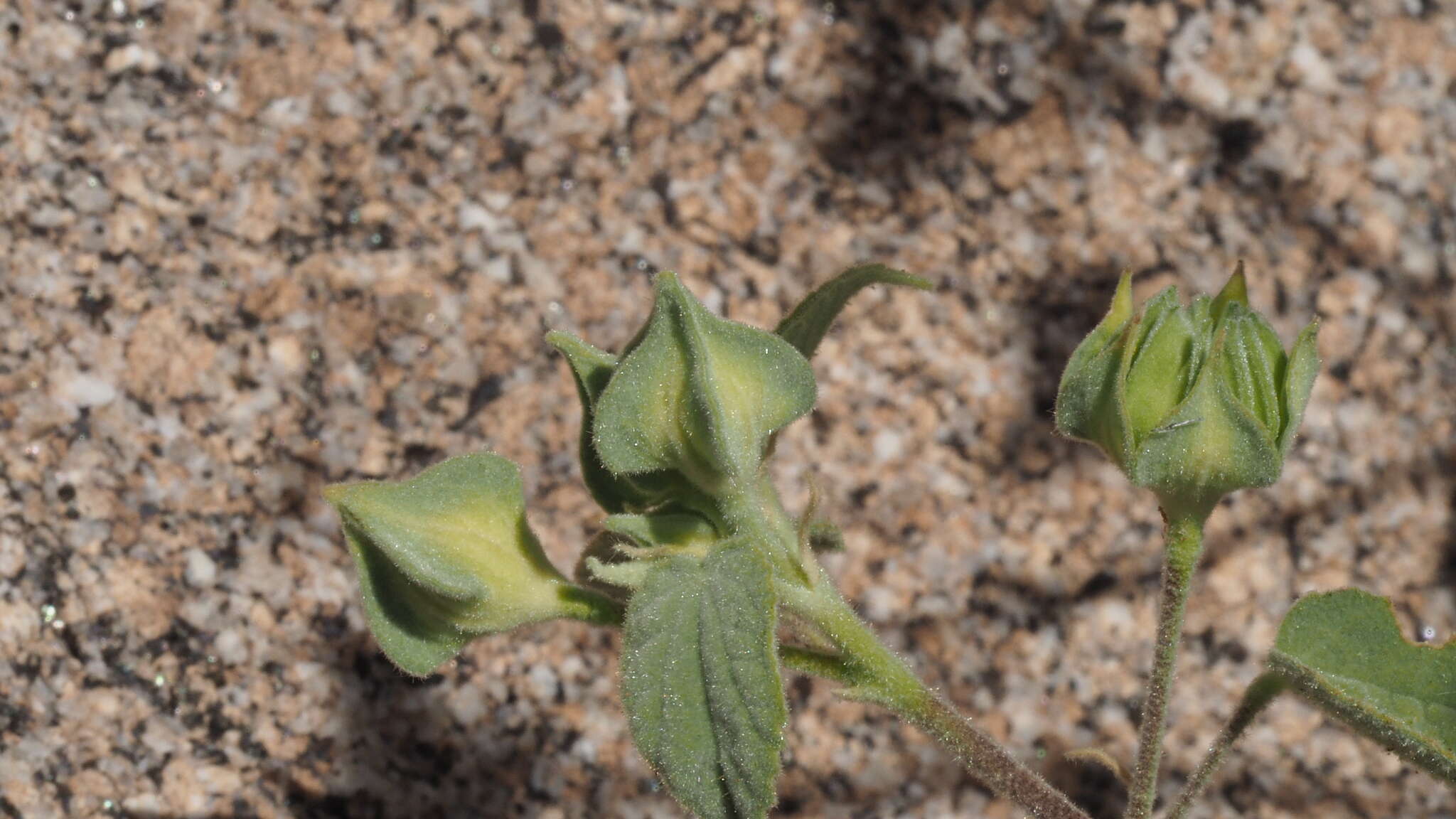 Слика од Abutilon abutiloides (Jacq.) Garcke