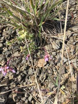 Image of soldier rockcress