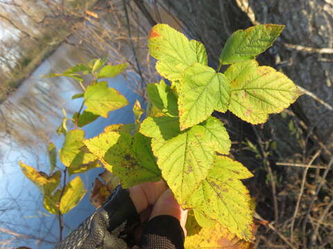 Plancia ëd Physocarpus opulifolius (L.) Maxim.