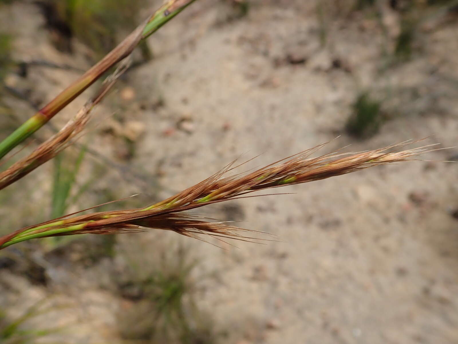 Image of Tetraria involucrata (Rottb.) C. B. Clarke