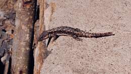 Image of East African spiny-tailed lizard