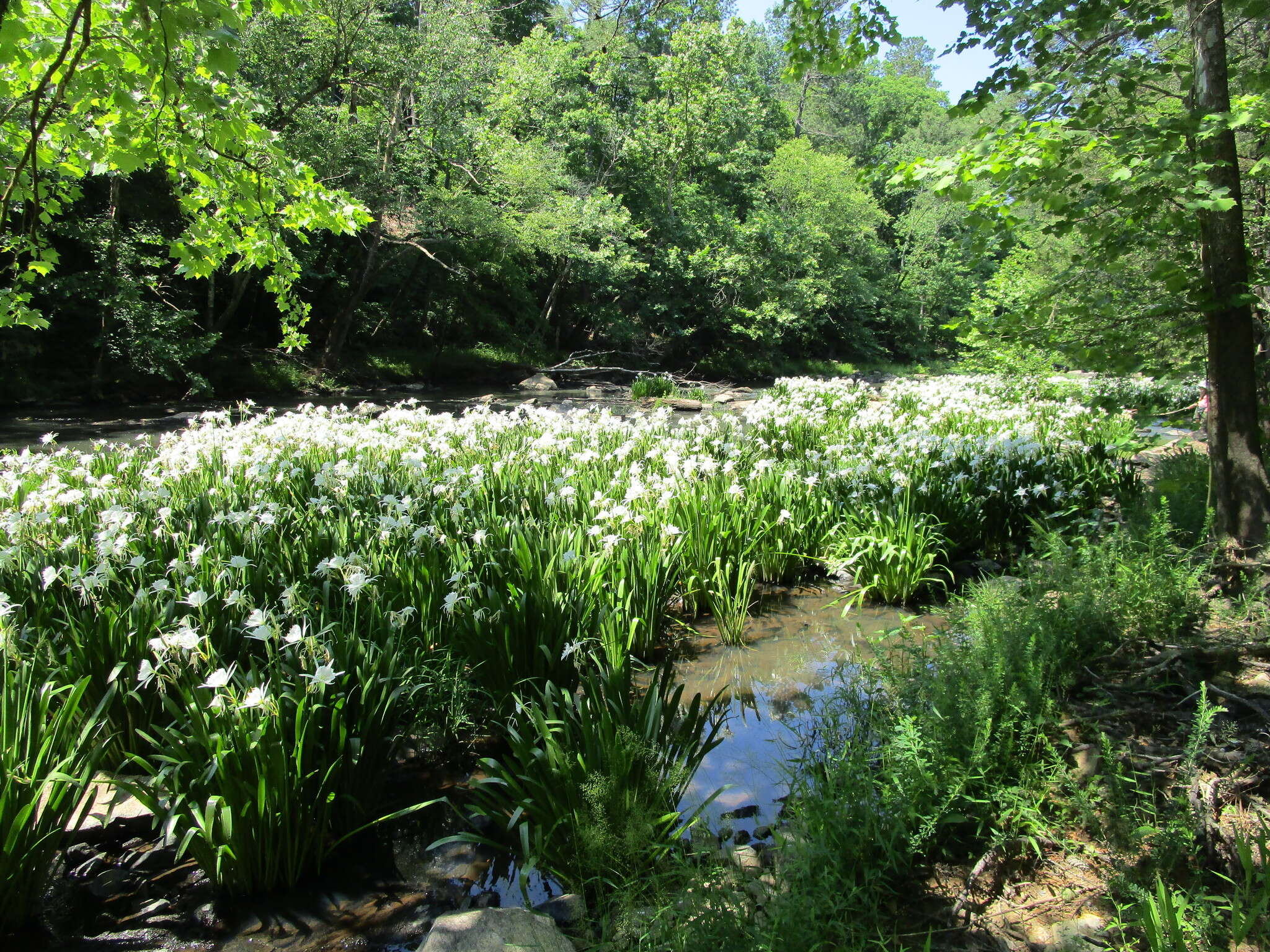 Image of Shoals Spider-Lily