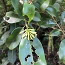 Image of Cestrum citrifolium Retz.