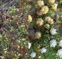 Plancia ëd Leucadendron linifolium (Jacq.) R. Br.