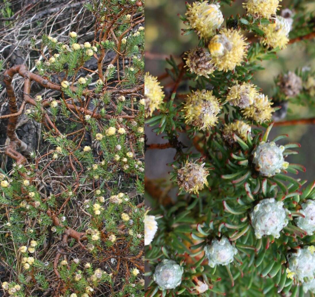 Plancia ëd Leucadendron linifolium (Jacq.) R. Br.