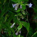 Image of Tripterospermum lanceolatum (Hayata) Hara ex Satake