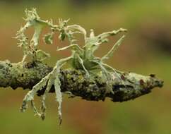 Image of farinose cartilage lichen