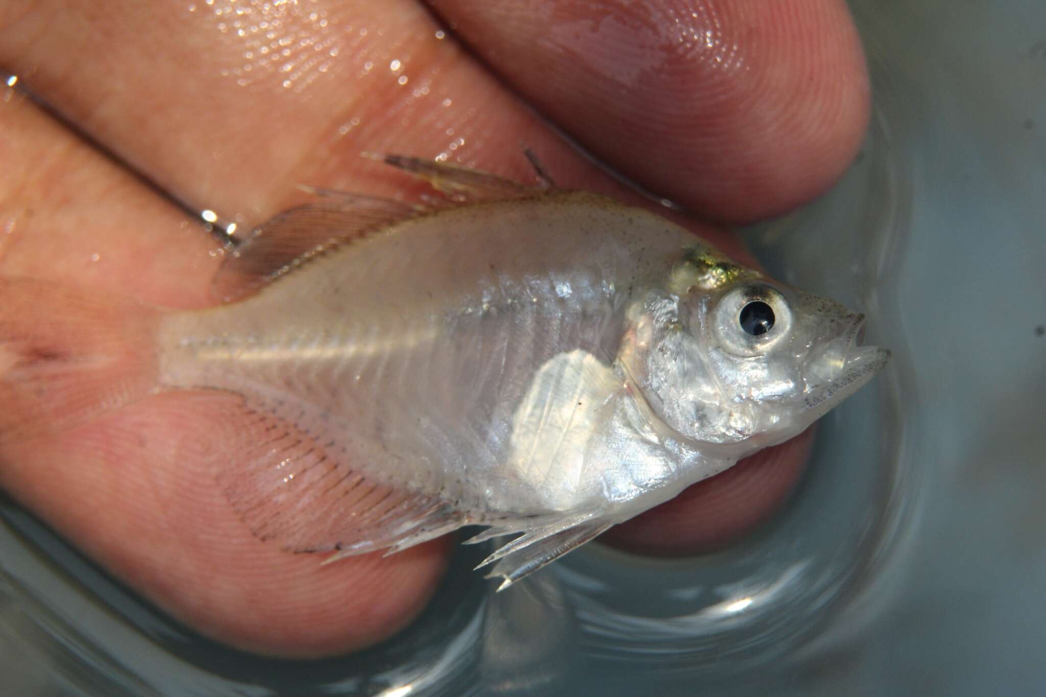 Image of Indian Glassy Fish