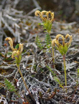 Imagem de Pedicularis capitata Adams.