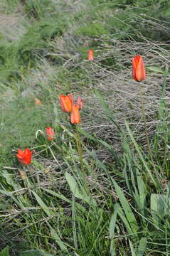 Image of Tulipa ostrowskiana Regel