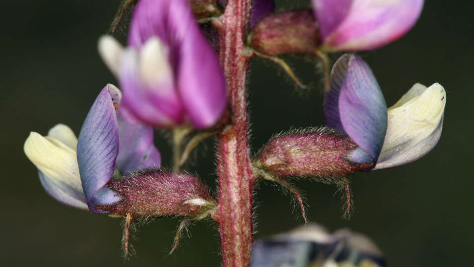 Image of Minthorn's milkvetch