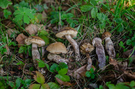 Image of Leccinellum pseudoscabrum (Kallenb.) Mikšík 2017