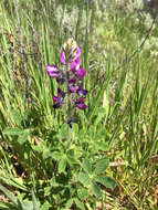 Plancia ëd Lupinus hirsutissimus Benth.