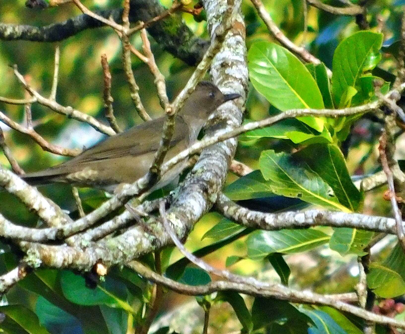 Turdus plebejus Cabanis 1861的圖片