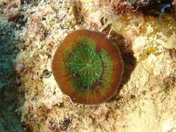 Image of Artichoke Coral